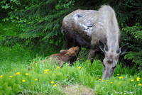 Alaska Wildlife