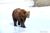 Alaska Wildlife Conservation Center