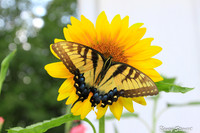 Butterflies